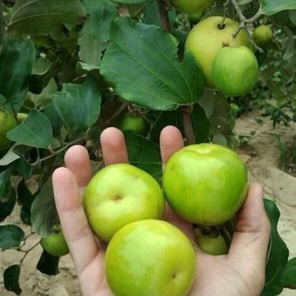 نبق كبير